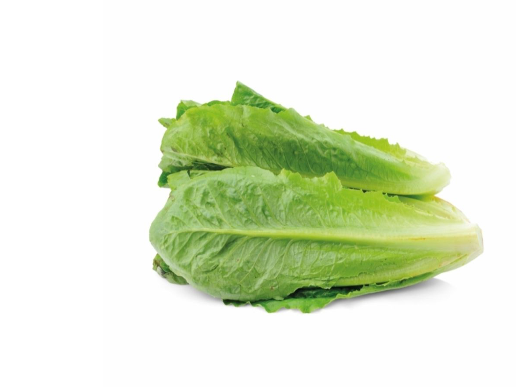 Romeinse sla/ romanosla verpakt per doos 10 stuk