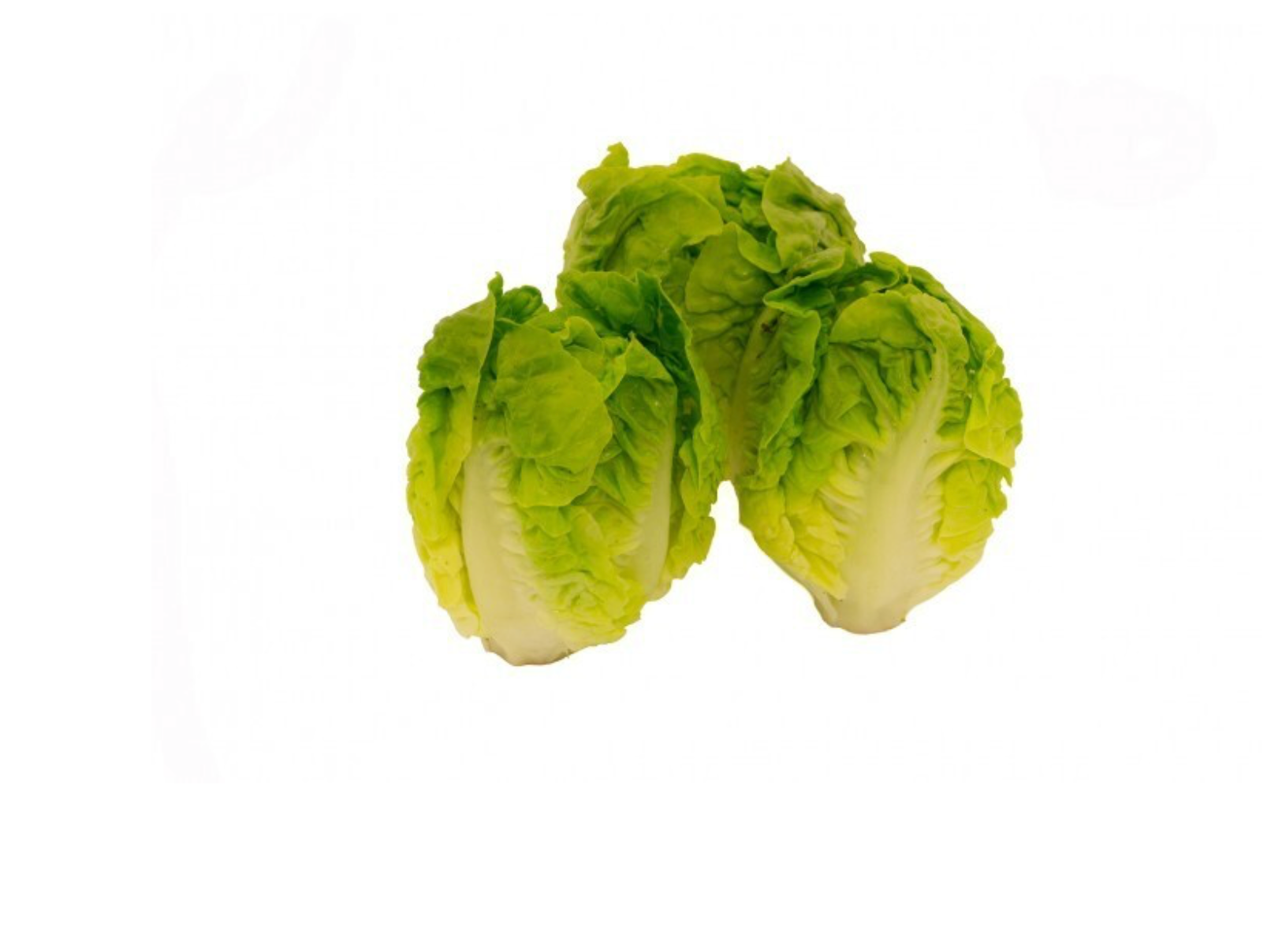 Little gem per doos, 10x6 stuk