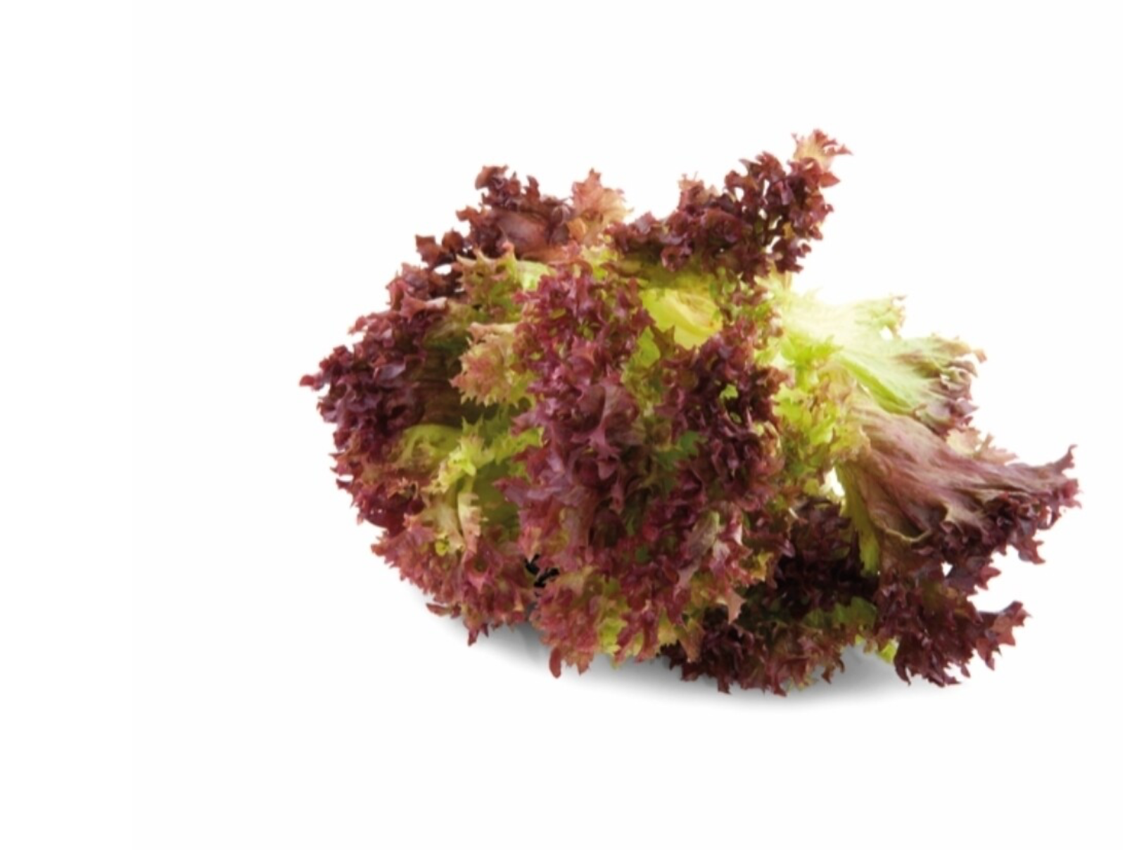 Lollo rossa per stuk