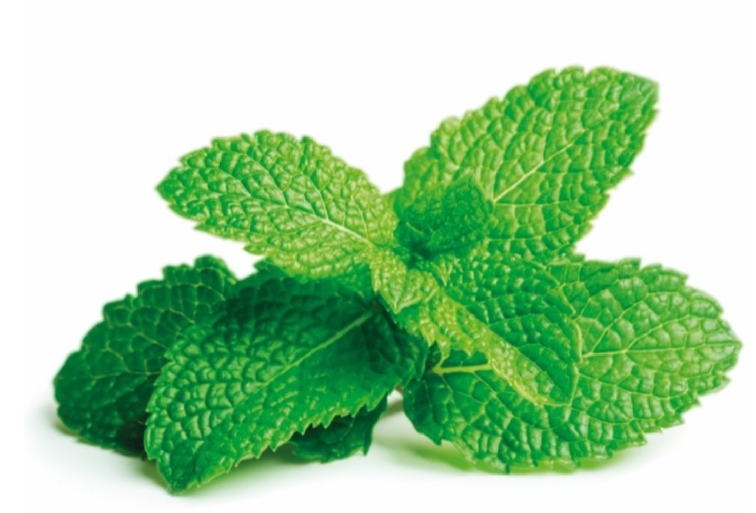 Munt 20 bos in witte doos