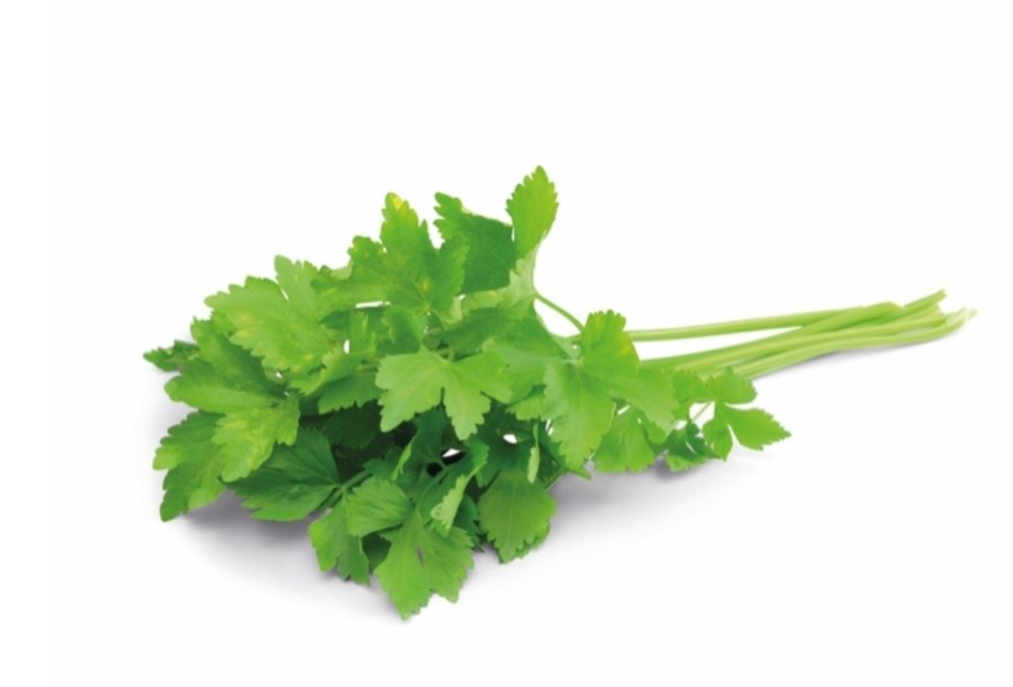 Koriander 20 bos in witte doos